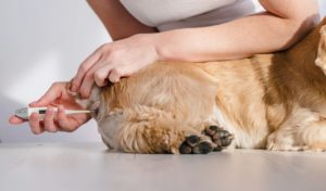 How To Treat Dog Flu