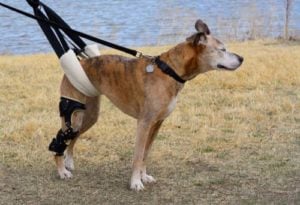 How to Treat Hip Problems in Dogs