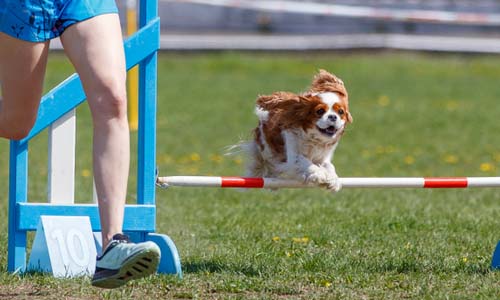 How to Use These Dog Jumps Effectively