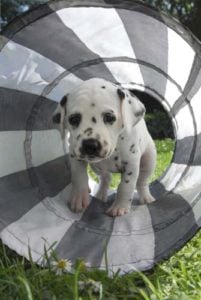 How to choose the best dog tunnels for agility