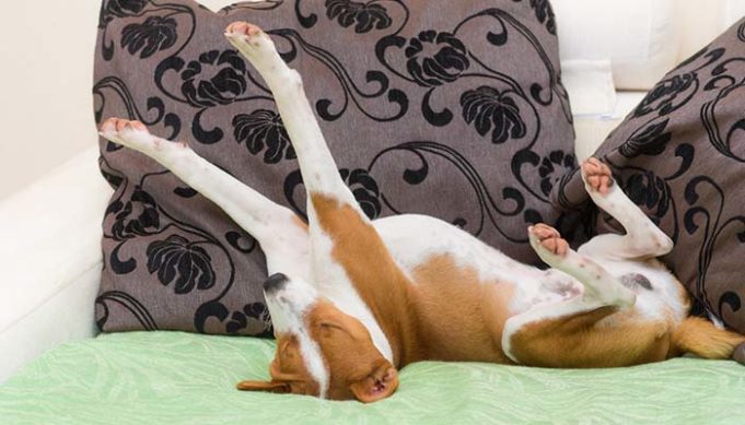 My Dog is Stretching a Lot - What It Means and What To Do