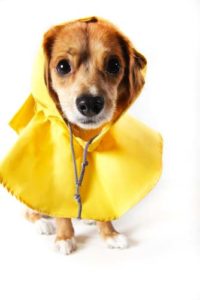 Pick a Bright Dog Raincoat Color if Possible