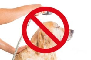 Protect Your Dog's Ears and Eyes When Bathing