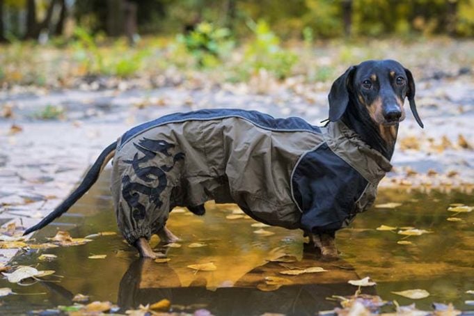 Raincoats for Dogs - What to Consider When Shopping