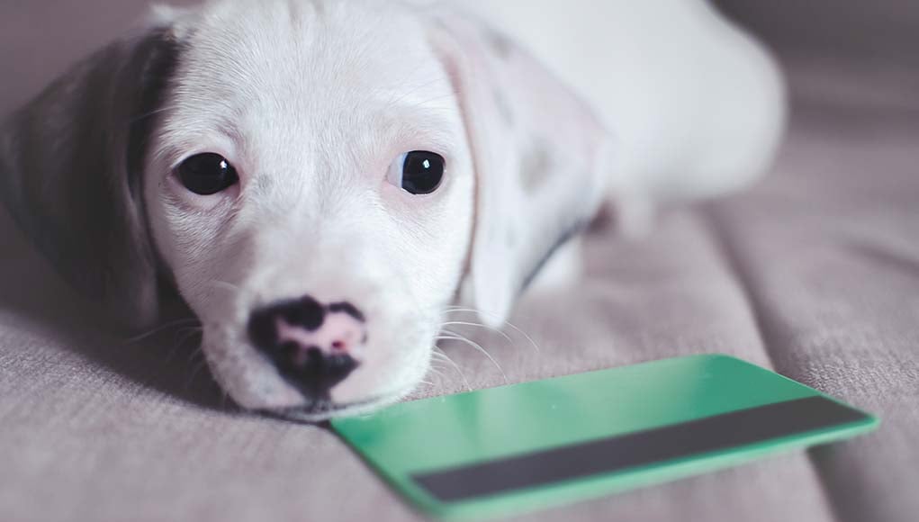 The 12 Best Credit Cards for Pet Owners