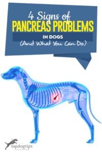 The 4 Signs of Pancreas Problems in Dogs (And What to Do)