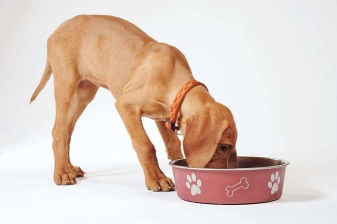 The Best Dog Food for Sensitive Skin Brands