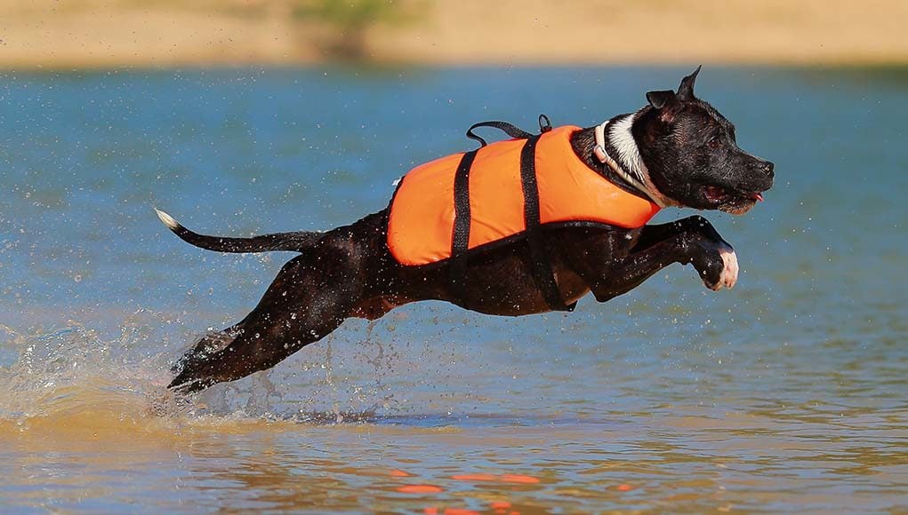 The Best Dog Life Jackets