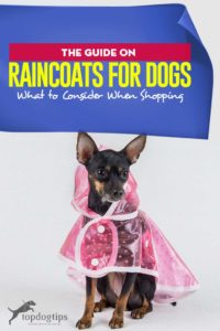 The Guide on Raincoats for Dogs What to Consider When Shopping