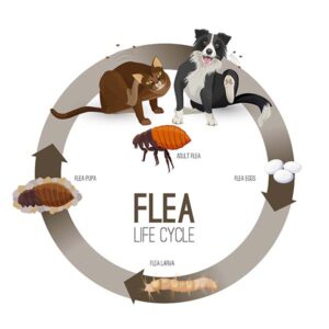 The Lifecycle of a Flea