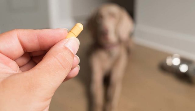 Tips on Using Over the Counter Dog Anxiety Medication