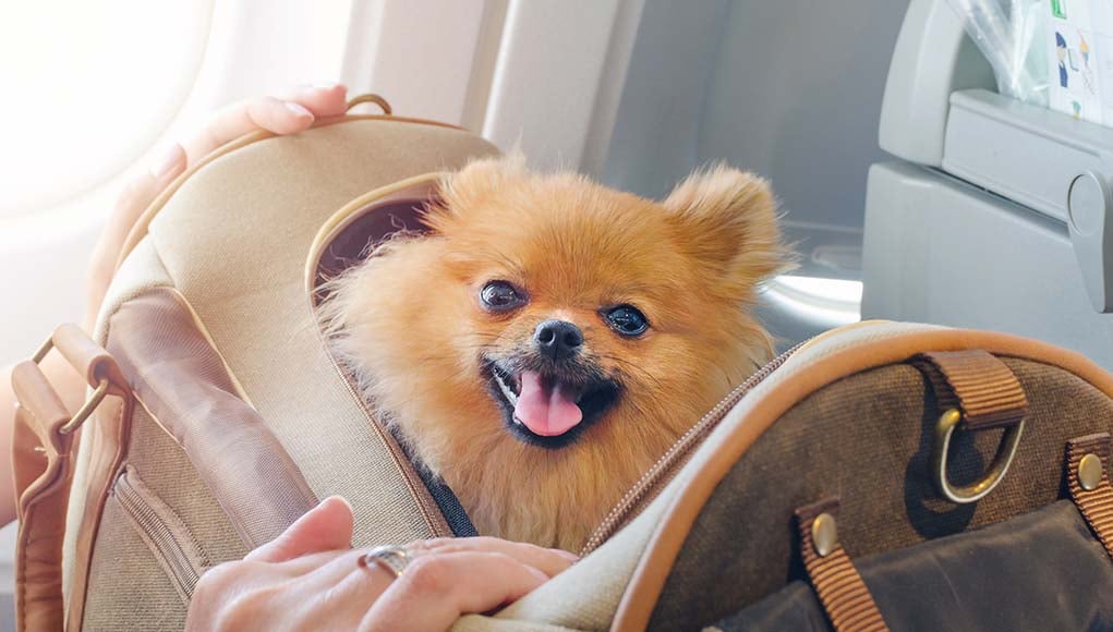 Top 5 Best Airline Approved Dog Carrier Brands