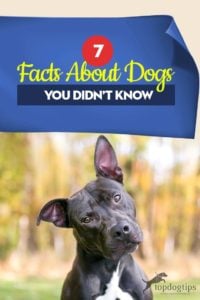 Top 7 Facts About Dogs You Didn’t Know