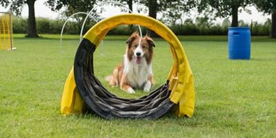 What's a dog tunnel for agility training