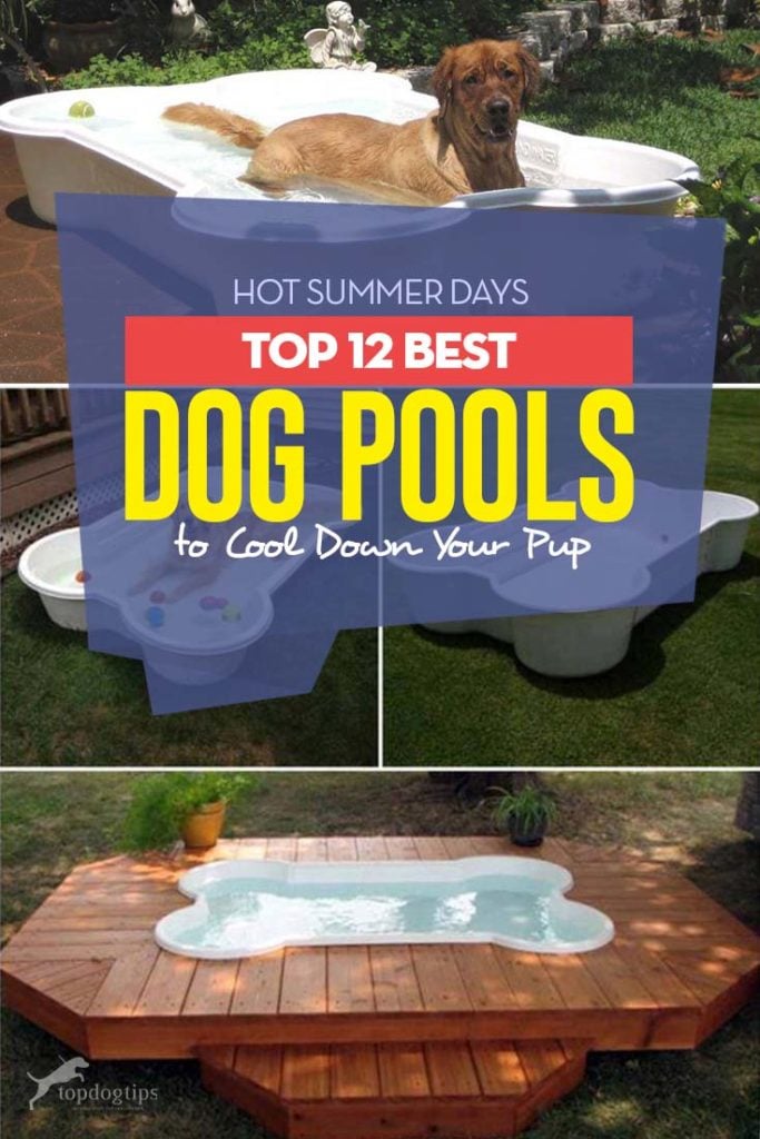 12 Top Rated Best Dog Pool Choices for Summer