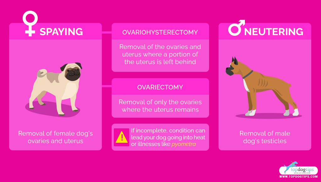 Benefits of Spaying and Neutering 