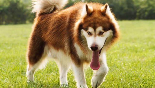 20 Dog Breeds That Don't Do Well in Hot Weather featured image