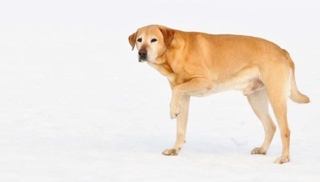 3 Common Knee Problems in Dogs and What to Know About Them featured image