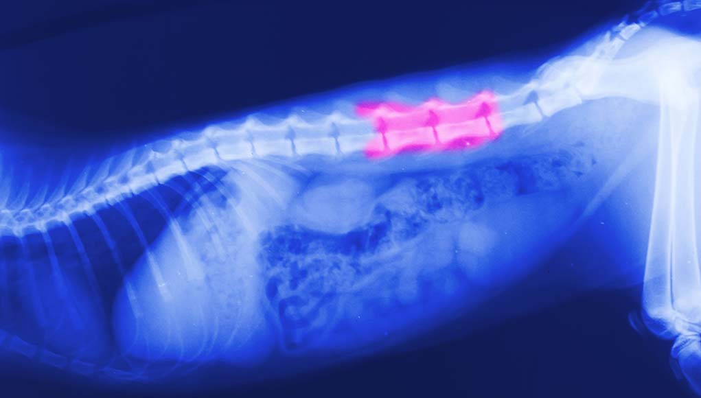 7 Causes and Signs of Dog Spine Problems (and How to Prevent or Fix Them)