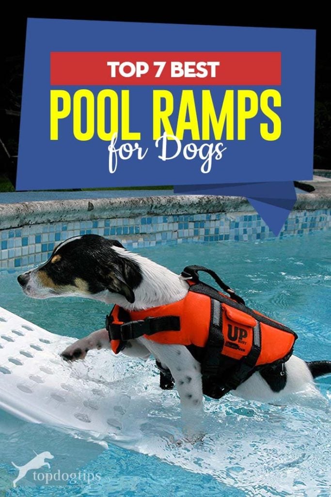 7 Top Rated Best Dog Pool Ramp Brands