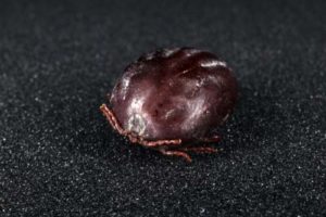 Babesia-infected tick