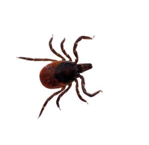 Black-Legged Deer Tick - Anaplasmosis