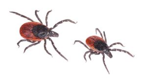 Brown Deer Tick - Rocky Mountain Spotted Fever