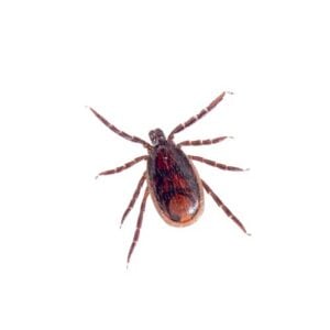 Brown Dog Tick - Lyme disease