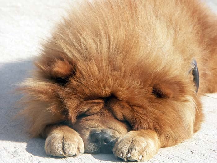 Chow Chow