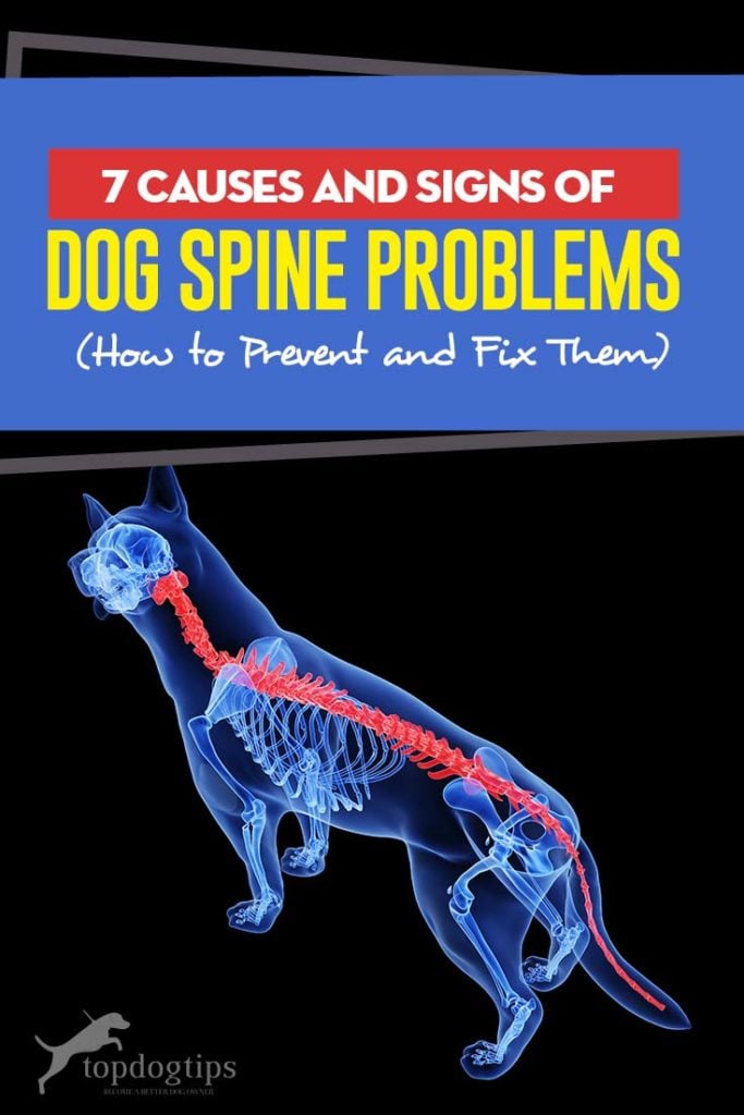 Common Causes of Dog Spine Problems