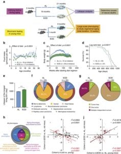 Fasting study in mice