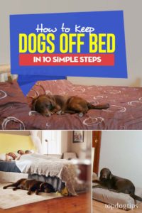 Guide How to Keep Dog Off Bed in 10 Simple Steps