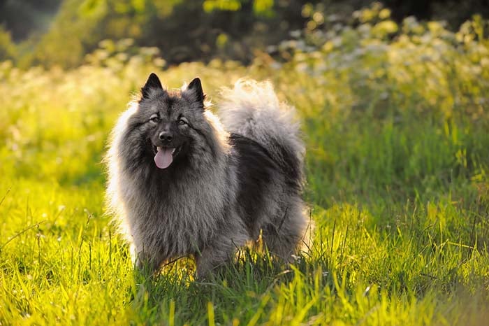 Keeshond