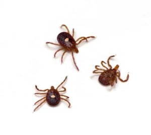 Lone Star Tick - Canine Ehrlichiosis