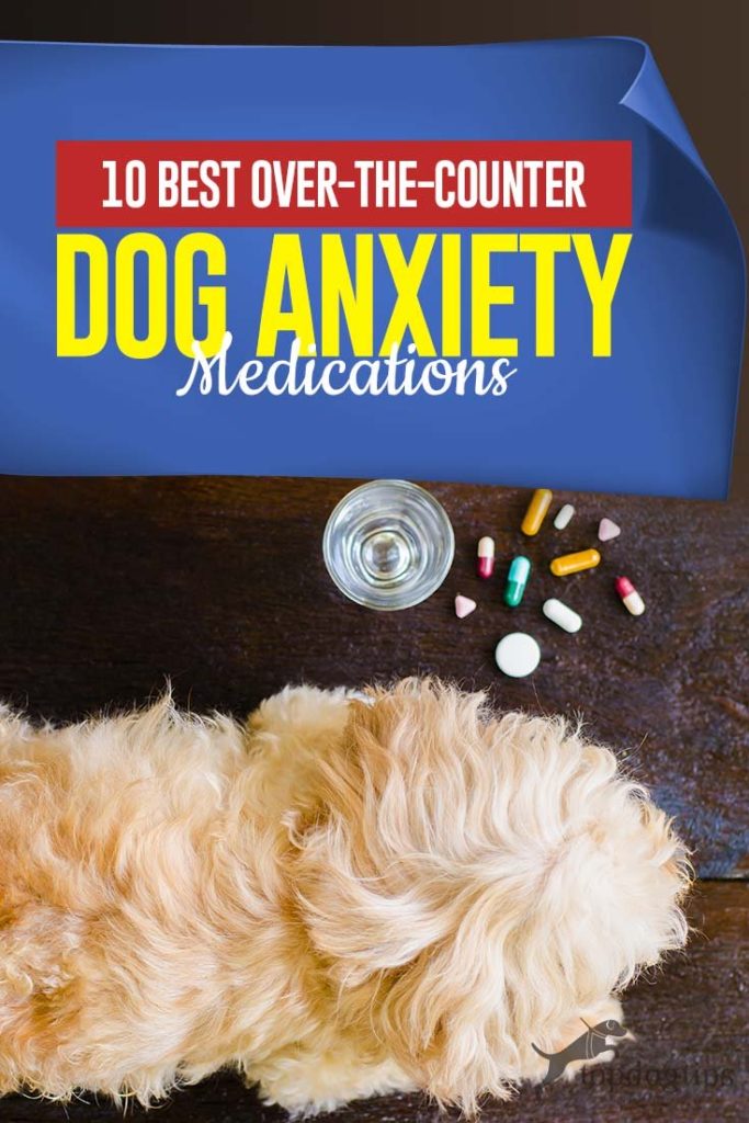 My Favorite Dog Anxiety Medications Over the Counter 2020