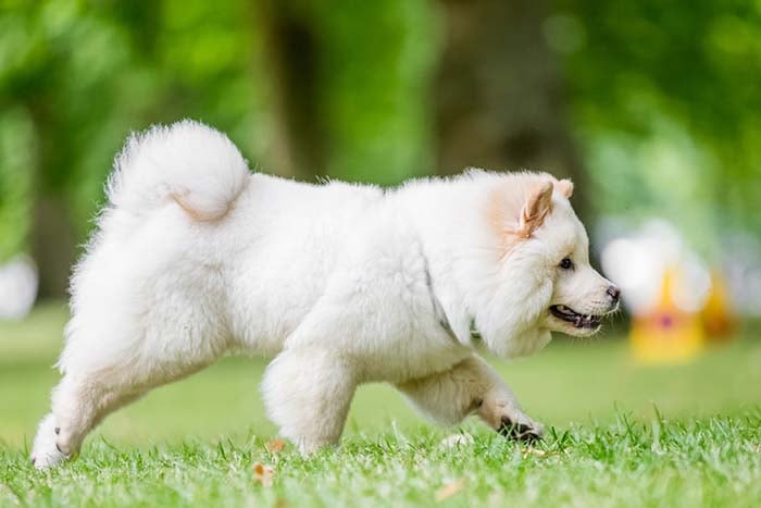 Samoyed