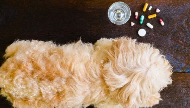 The 10 Best Dog Anxiety Medication Over the Counter and Alternatives