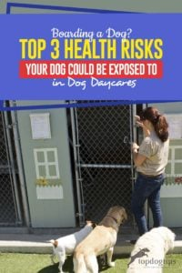 The 3 Health Risks Your Dog Could Be Exposed to While Boarding