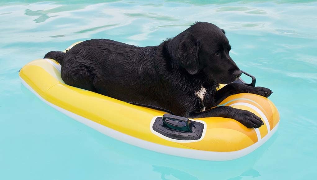 The 5 of the Best Pool Floats for Dogs to Swim On