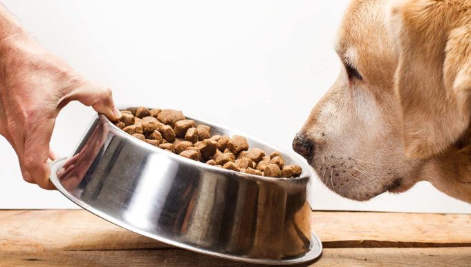 The Best Dog Food for Dogs with Sensitive Stomachs