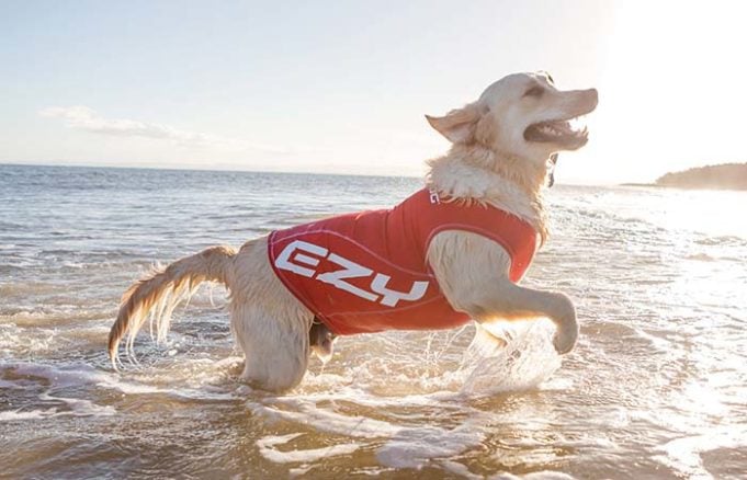 The Best Sun Protection Clothing for Dogs