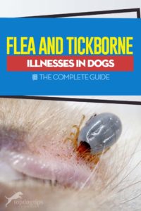 The Complete Guide to Flea and Tickborne Illnesses in Dogs