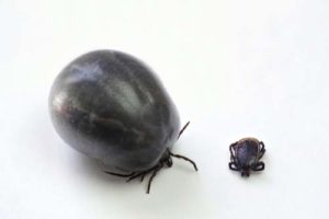 Tick Paralysis