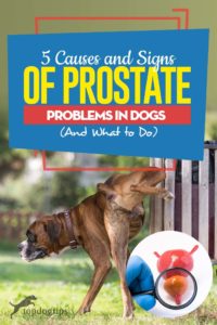 Top 5 Causes and Signs of Prostate Problems in Dogs