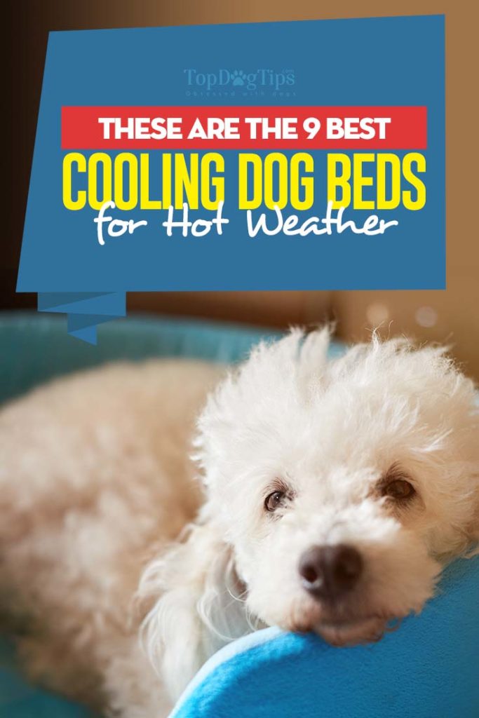 Top Rated Best Cooling Dog Beds for Hot Weather