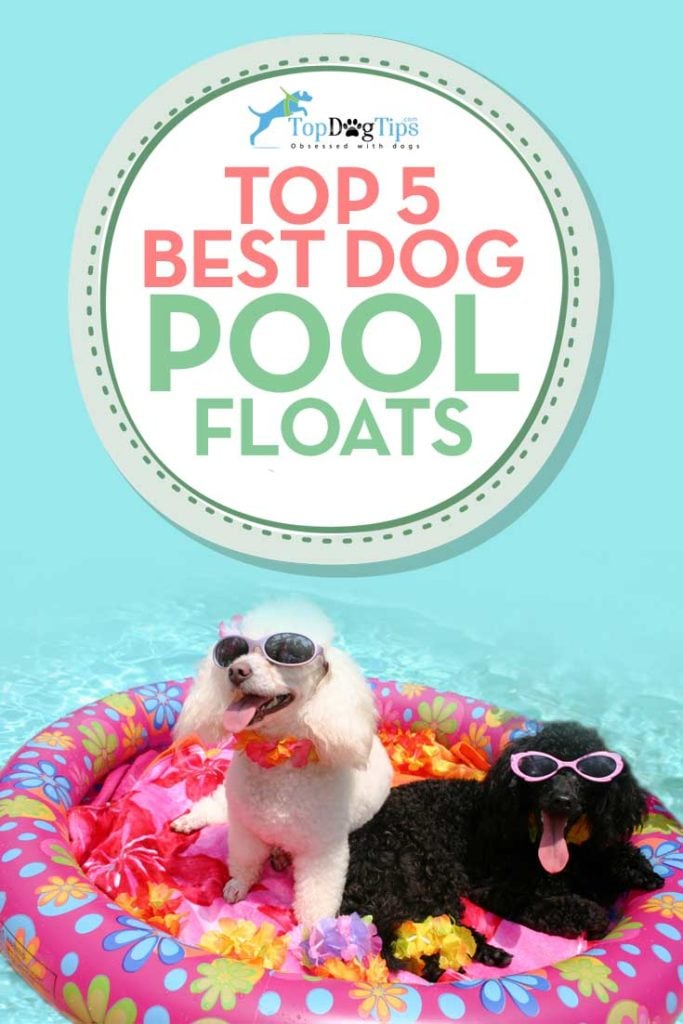 Top Rated Best Pool Floats for Dogs to Swim On This Summer