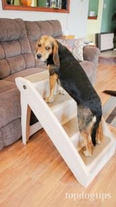 Why Dog Stairs are a Necessity