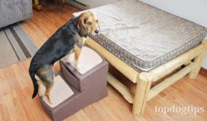 Pet Gear Easy Step II Pet StairsBest for senior dogs or pets recovering from an injury