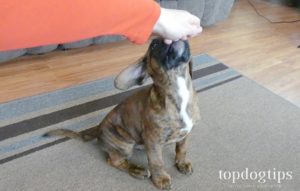 how to teach a dog to sit