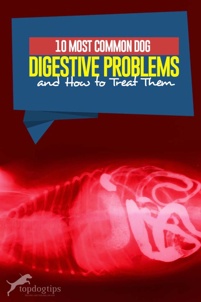 10 Dog Digestive Problems